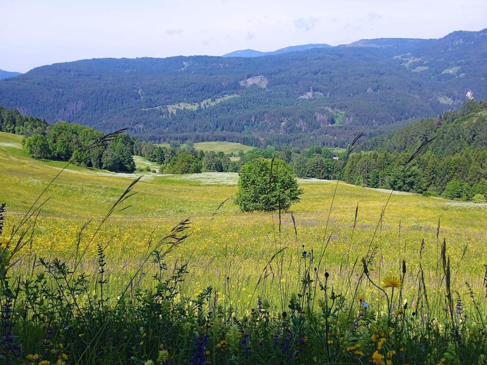 Appartamento Tiziana Val Di Fiemme 卡拉诺 外观 照片