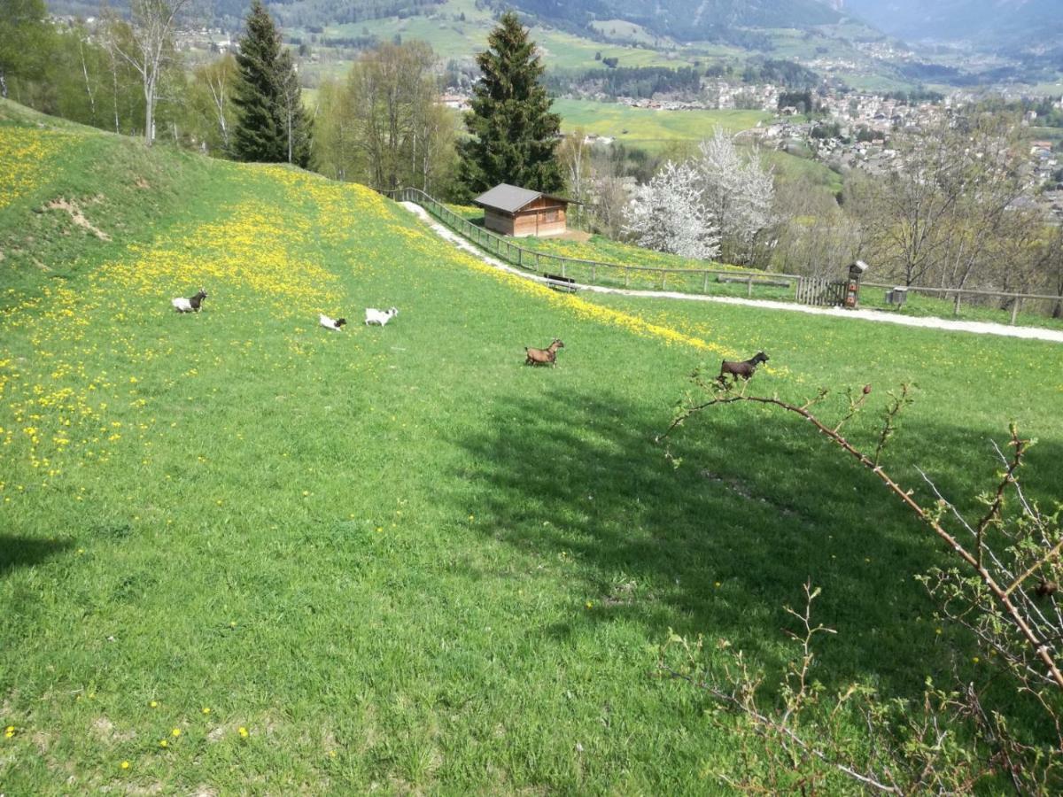 Appartamento Tiziana Val Di Fiemme 卡拉诺 外观 照片